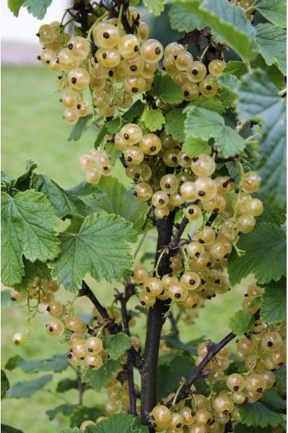 Смородина белая Уайт Холландер - небольшие кисточки ягод